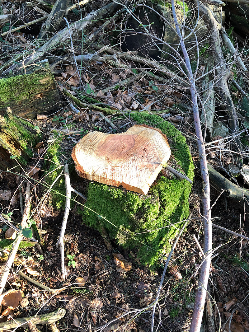 Nicole Danner - Architektur Aschaffenburg Innenarchitektur Holzhaus
